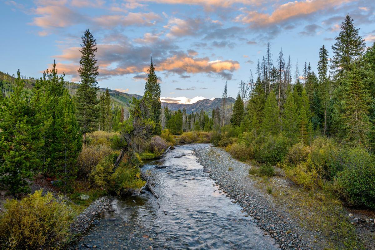 Bloody body found in national forest in Colorado