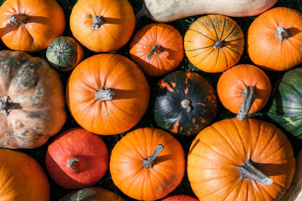 70+ Things to Do This Halloween and Fall Around Colorado