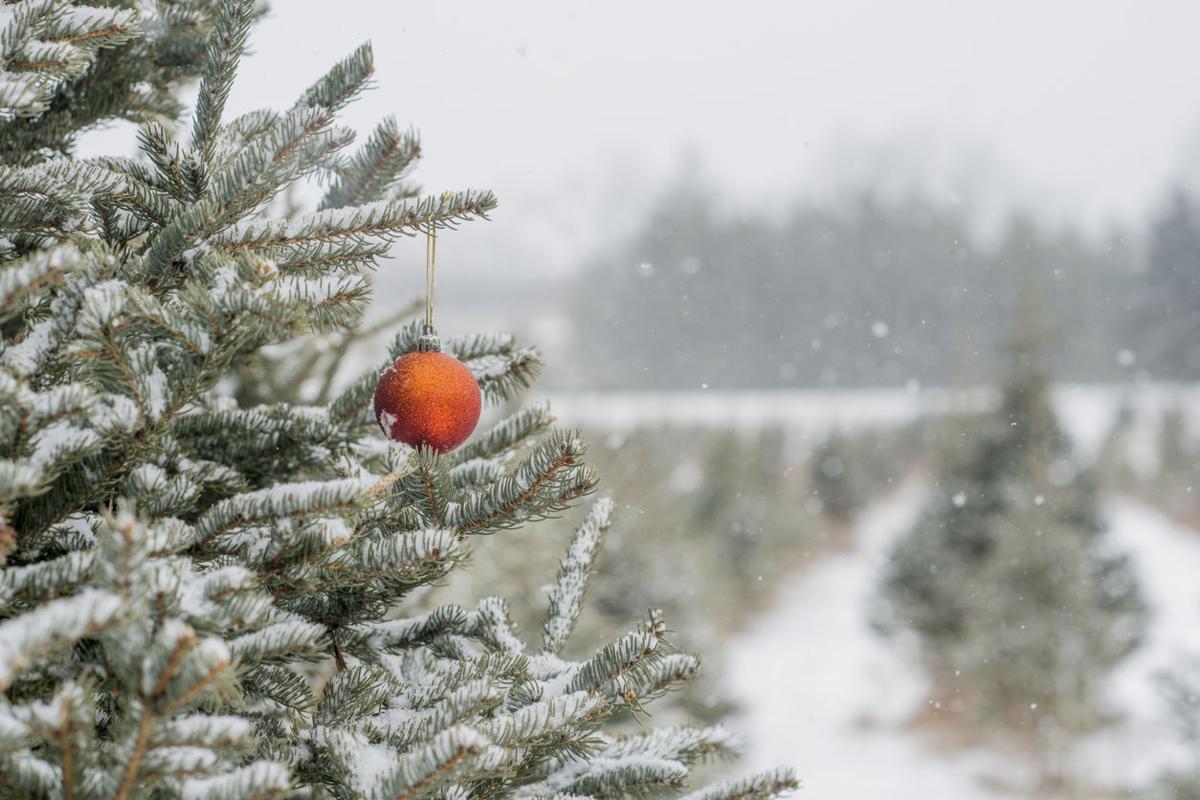 Cut down your own Christmas tree at this Colorado state park