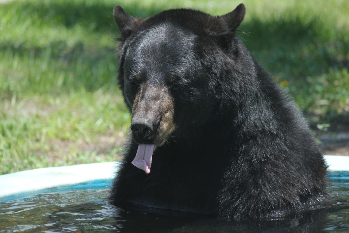 Colorado bears take dip in residential swimming pool