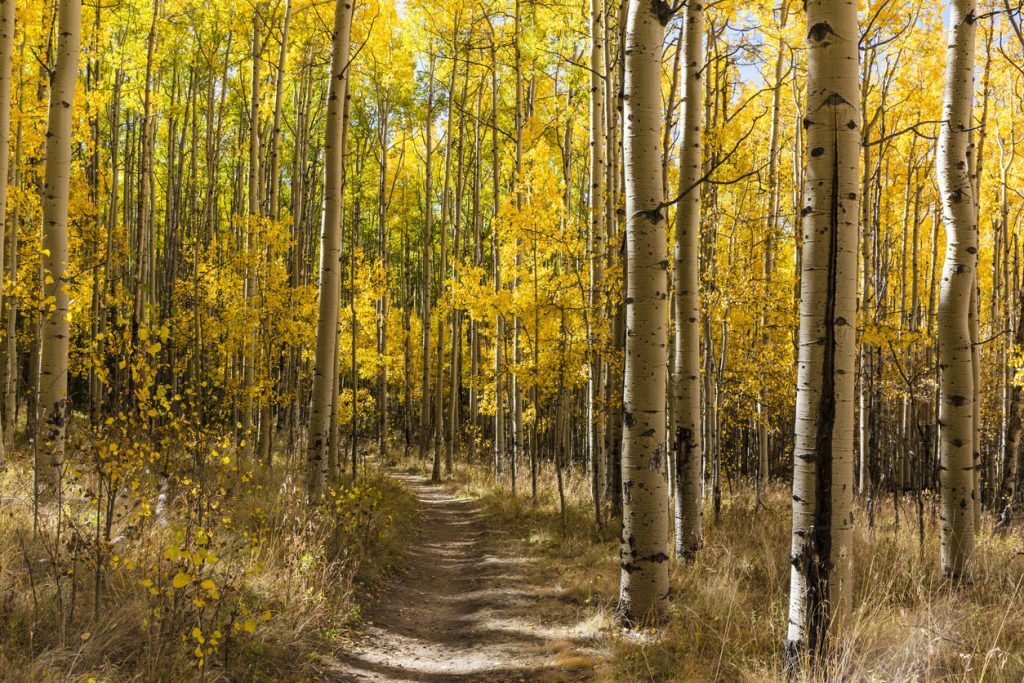 There’s still time to see fall leaves in Colorado and here’s where