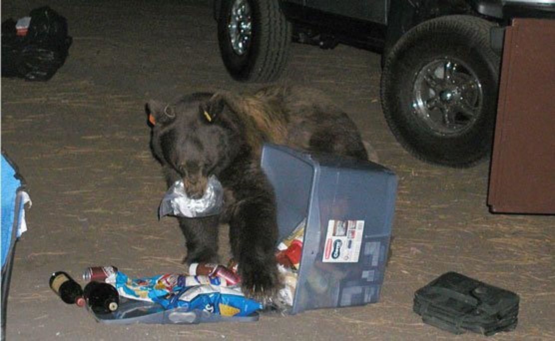Bear-resistant trash cans mandated on Colorado Springs’ west side