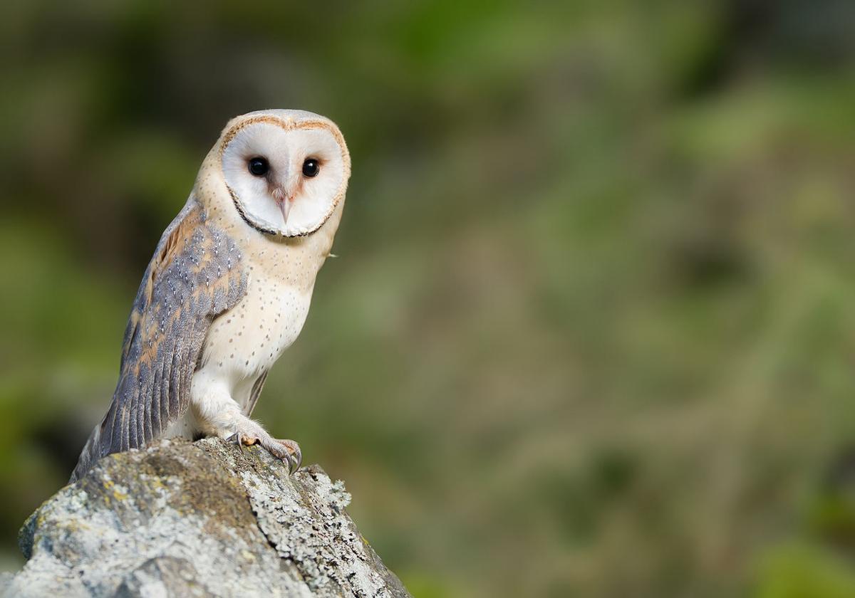 ‘Birds of prey’ targeted by pellet guns in Colorado