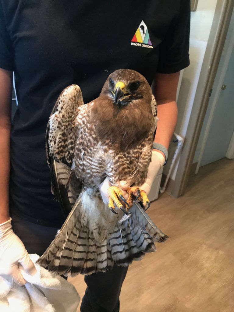 ‘Birds of prey’ targeted by pellet guns in Colorado