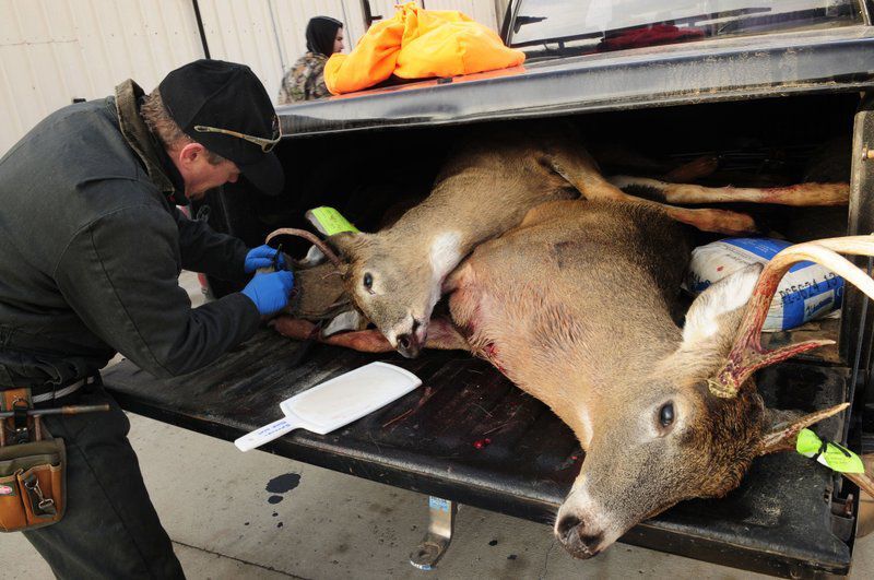 Nevada fighting to keep ‘zombie deer’ from entering state