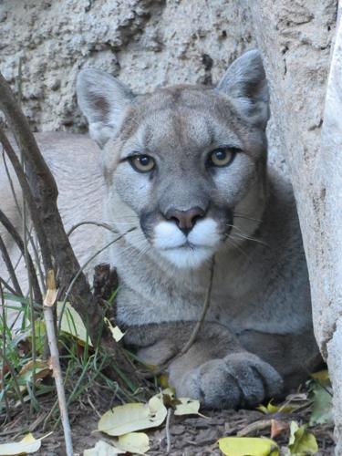 13-year-old mountain lion dies at Cheyenne Mountain Zoo