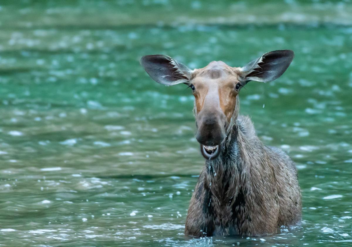 Moose spotted taking a dip in Colorado alpine lake