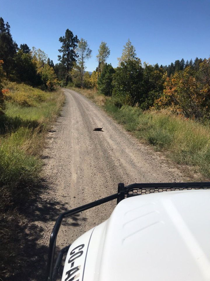 Firefighter saves puppy found abandoned on mountain road in Colorado