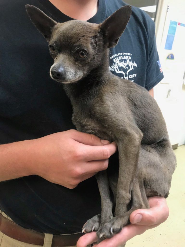 Firefighter saves puppy found abandoned on mountain road in Colorado