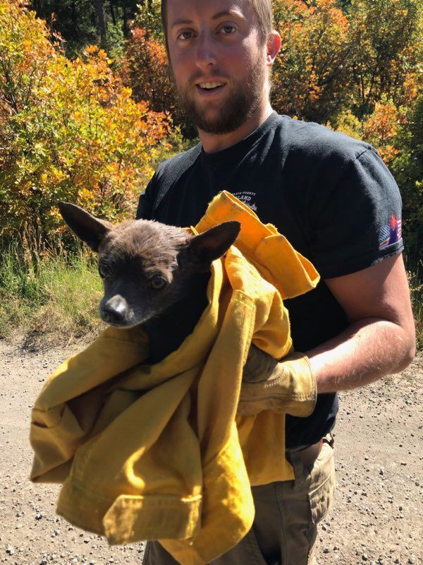 Firefighter saves puppy found abandoned on mountain road in Colorado
