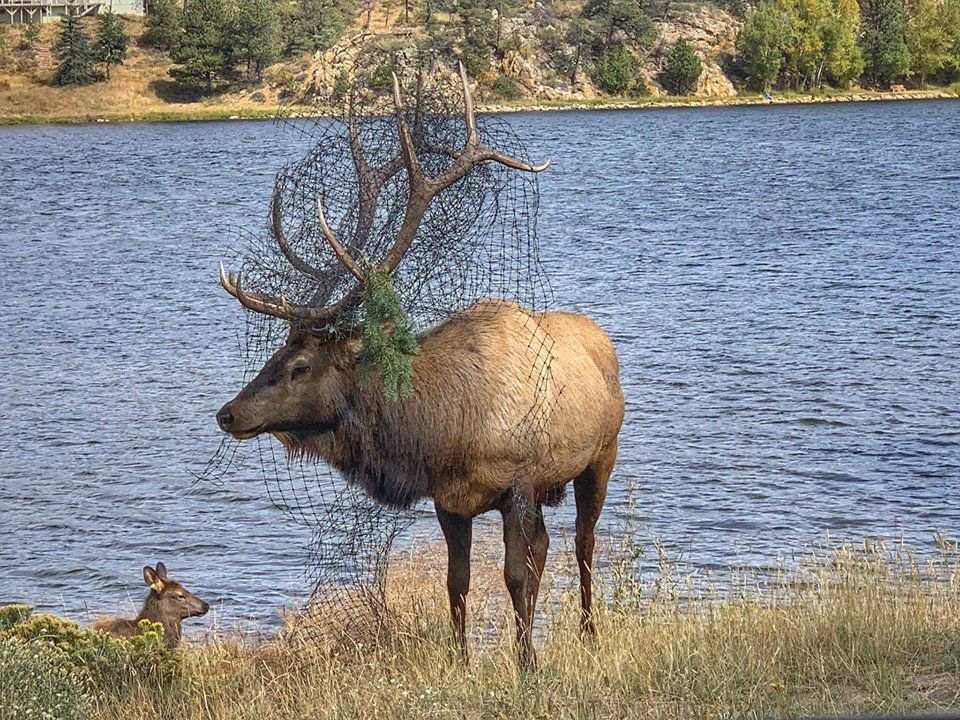 Elk tangled up in netting to be left alone in Estes Park