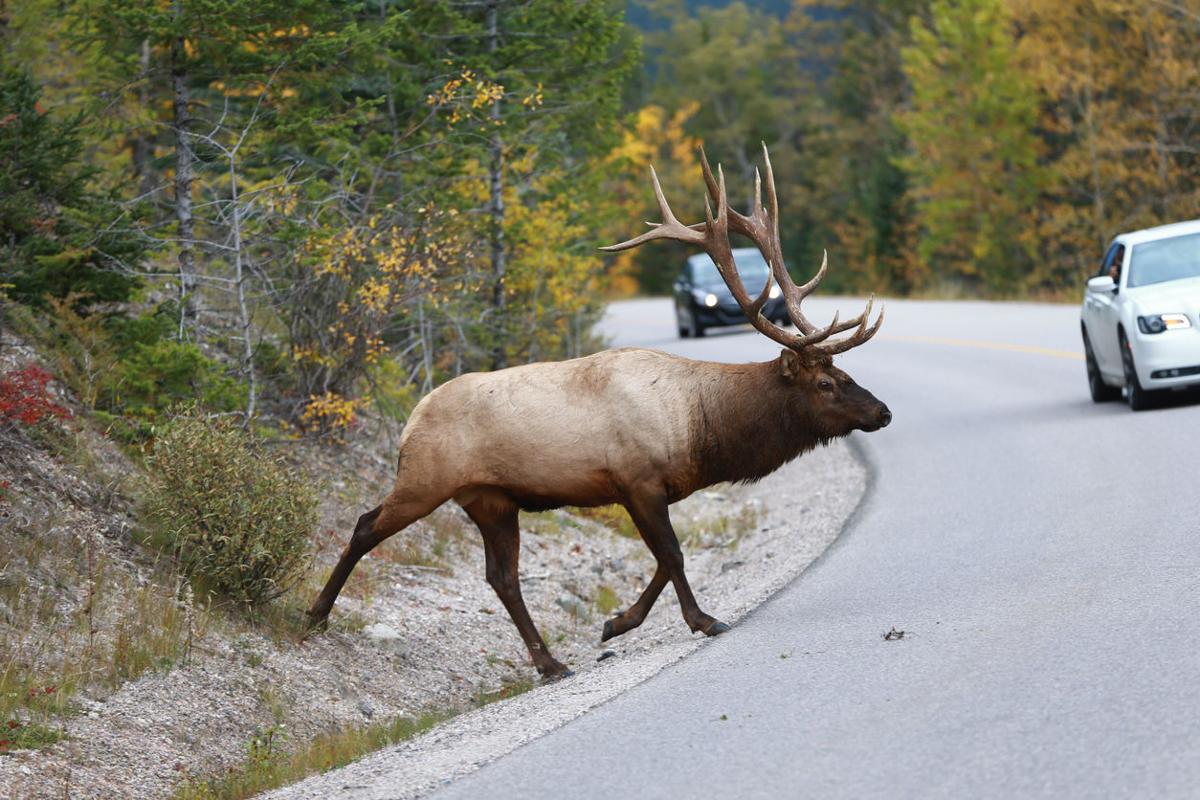 Colorado bull elk bashes hole in car