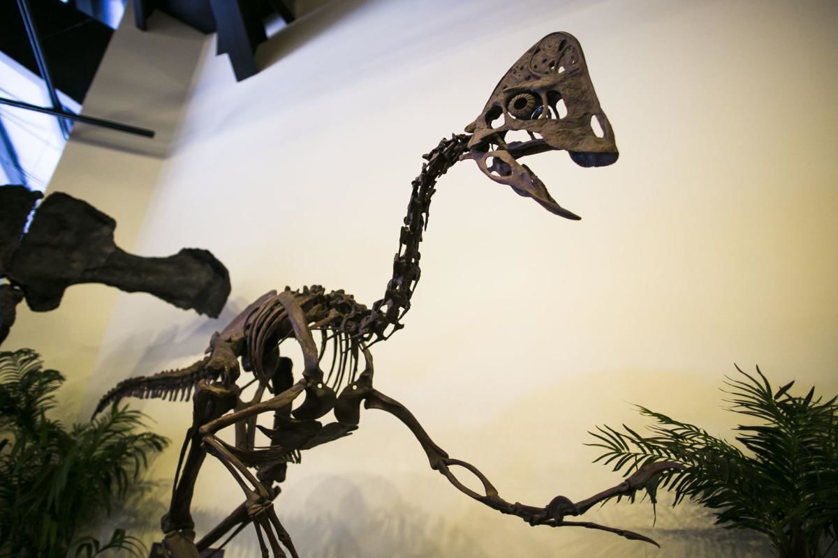 Dinosaur center in Woodland Park is much more than just a roadside attraction