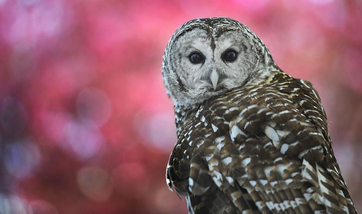 7 Colorado destinations where animals await