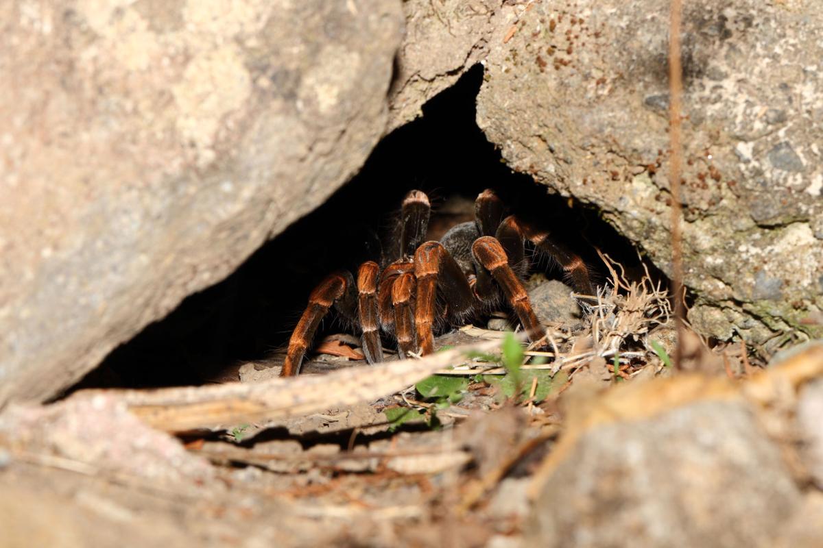 Tarantulas on northward push as habitat expands