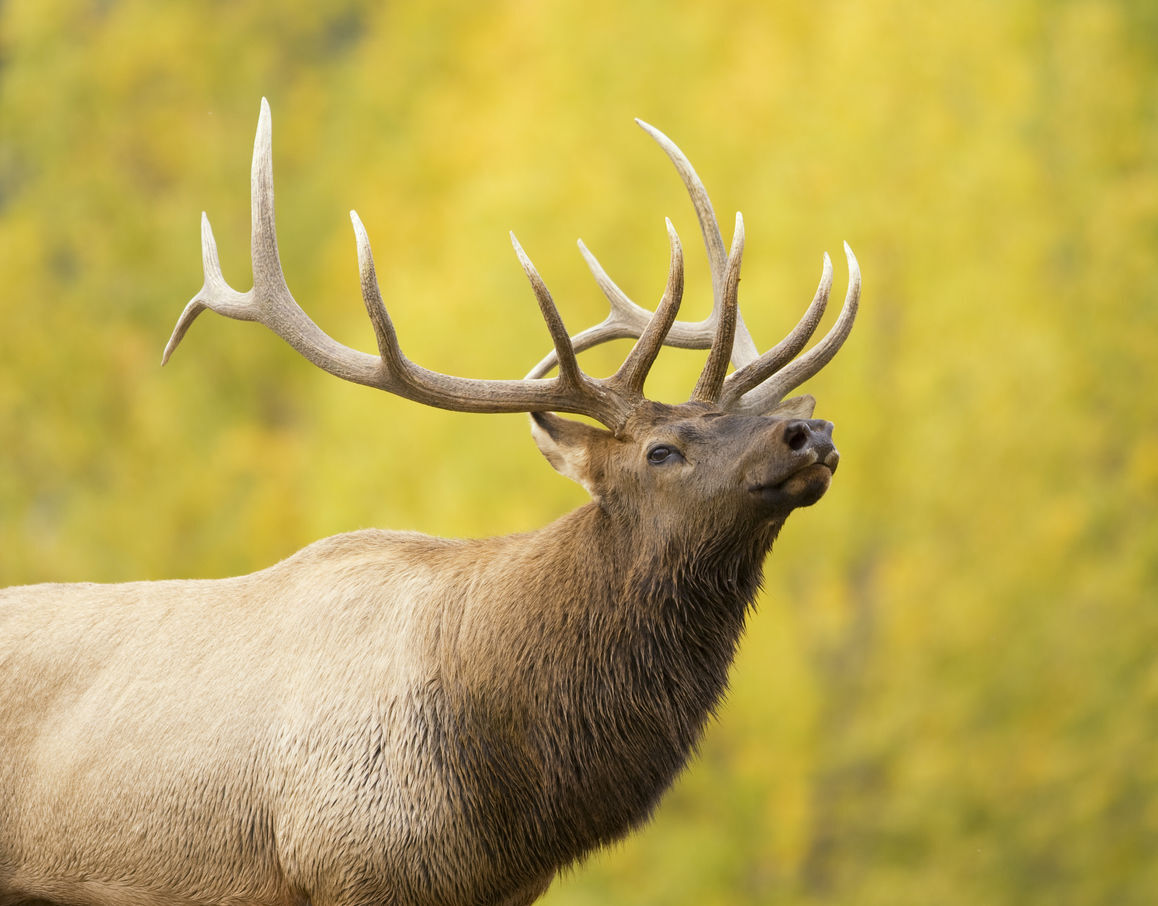 Illegal elk killing could lead to big fines in Colorado