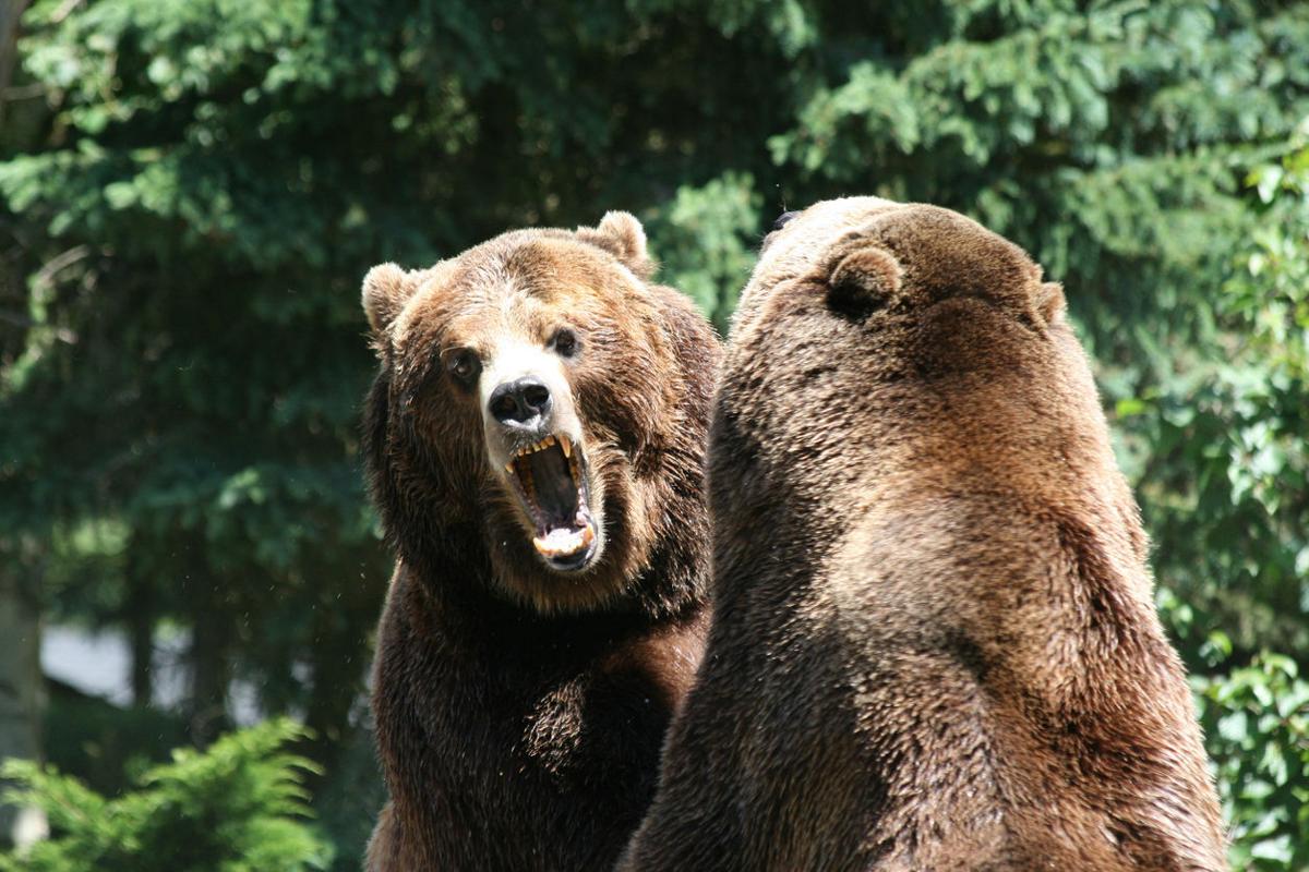 [WATCH] Enraged bears fight in the middle of rural road