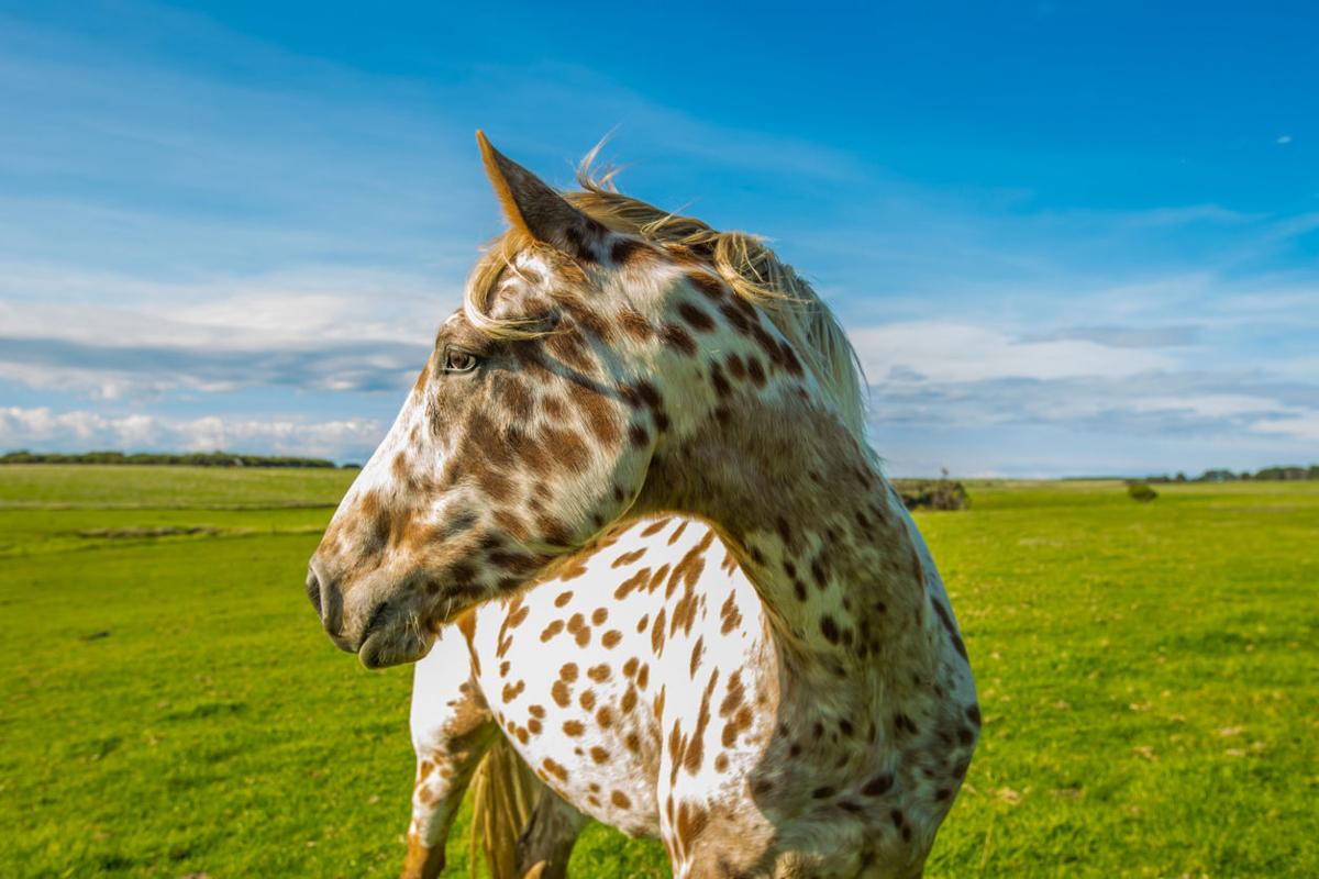 Reward offered for shooter of pregnant horse worth $25,000