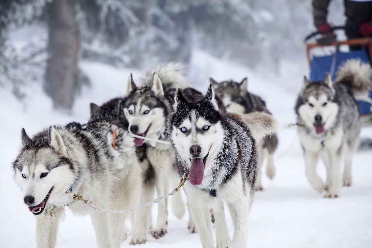 7 Places to Go Dog-Sledding in Colorado