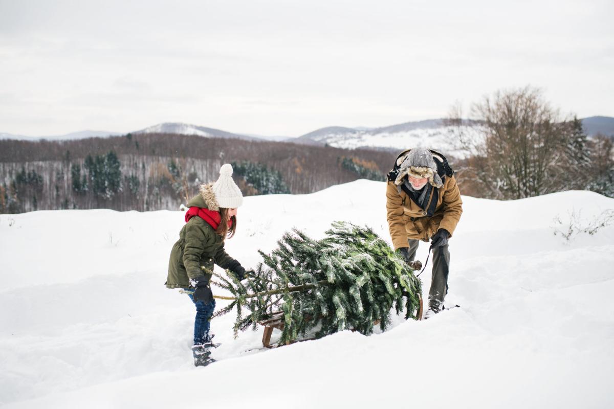 6 Places to Cut Down Your Own Christmas Tree in Colorado