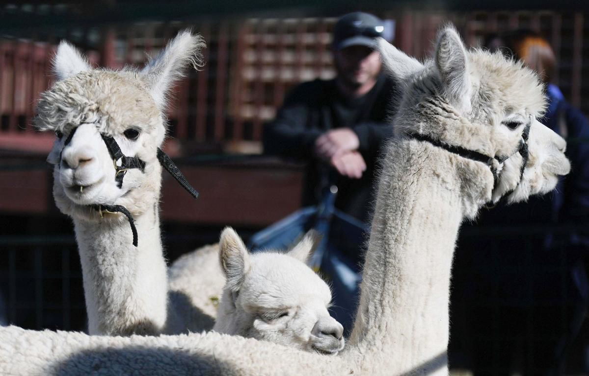 Meet and feed alpacas at the Holiday Alpaca Extravaganza