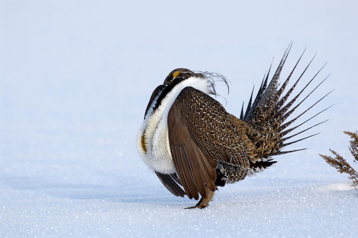 Bird conservation effort stops proposed oil and gas leases on Colorado public land