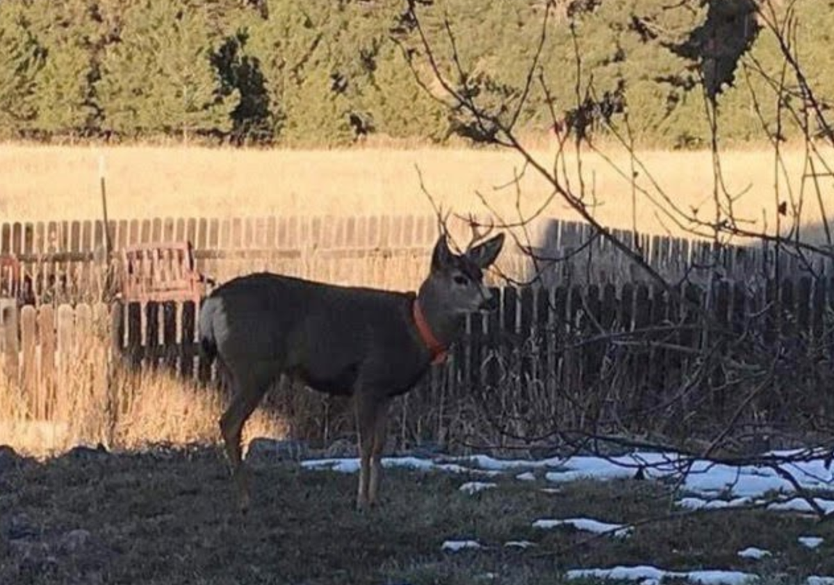 Suspected pet deer gores man outside of Colorado home