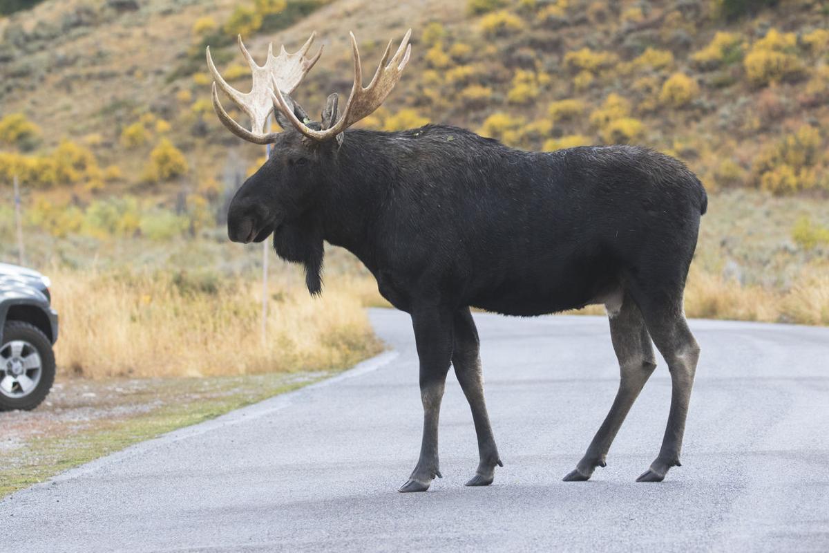 The surprising odds of colliding with wildlife in Colorado