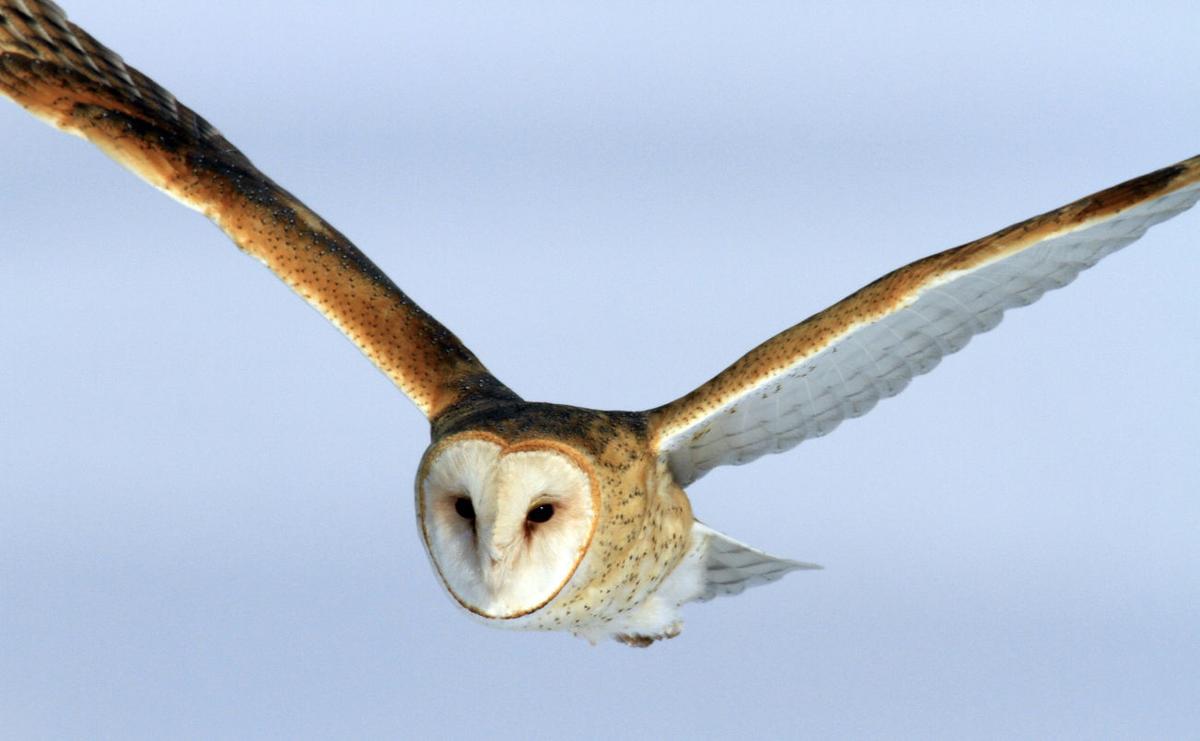 Poisoned rodents killing birds of prey in Colorado