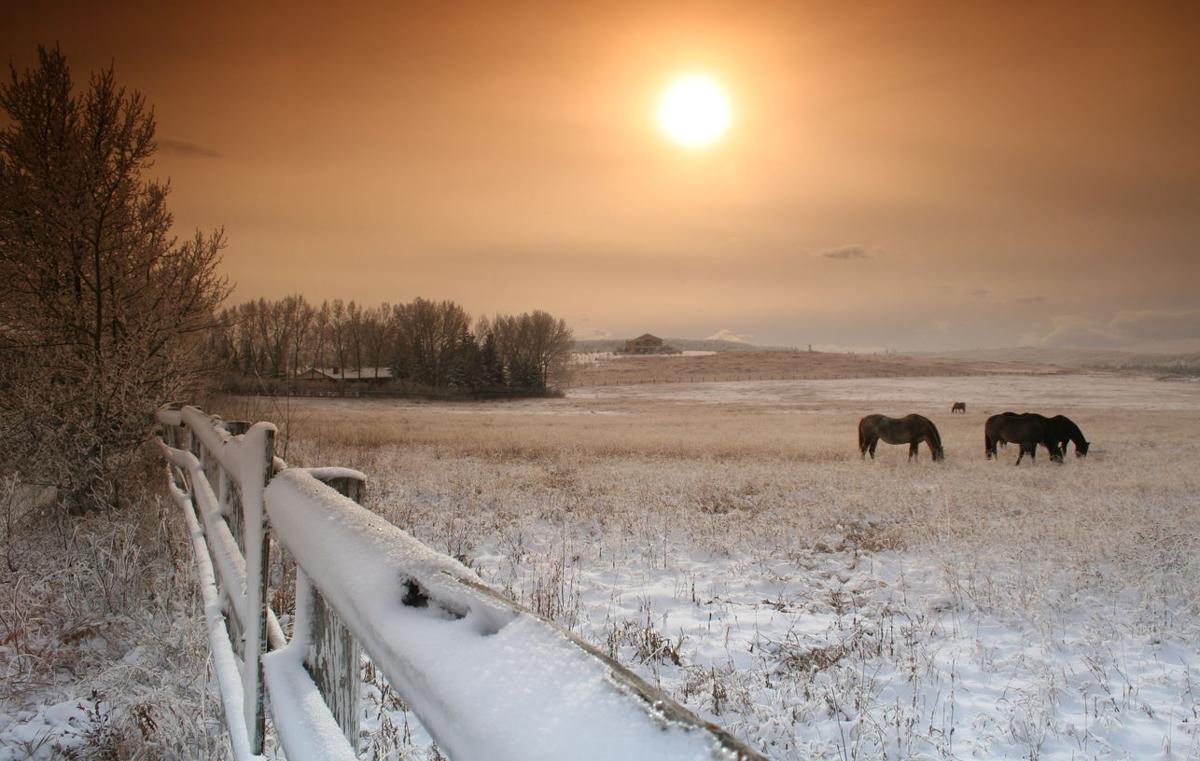 Firefighters save horses submerged in frozen Colorado pond