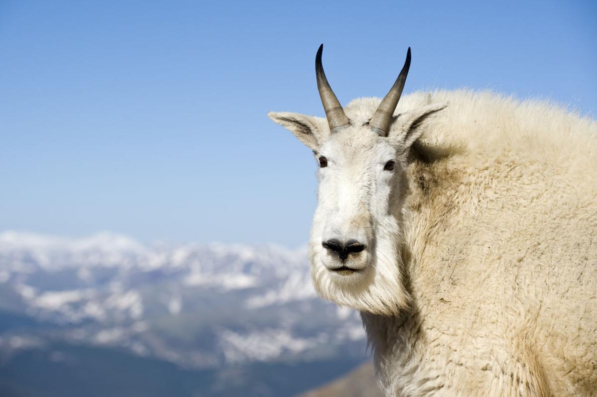 Online retailer breaks silence after attempt to own the word “backcountry”