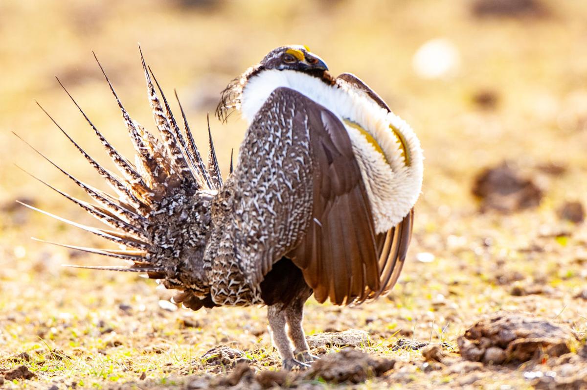 Sage-grouse recovery to cost millions and take years