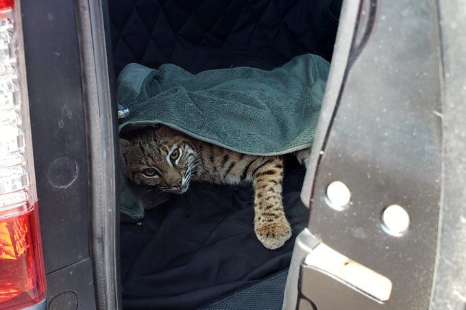 No charges for woman that put bobcat inches from toddler