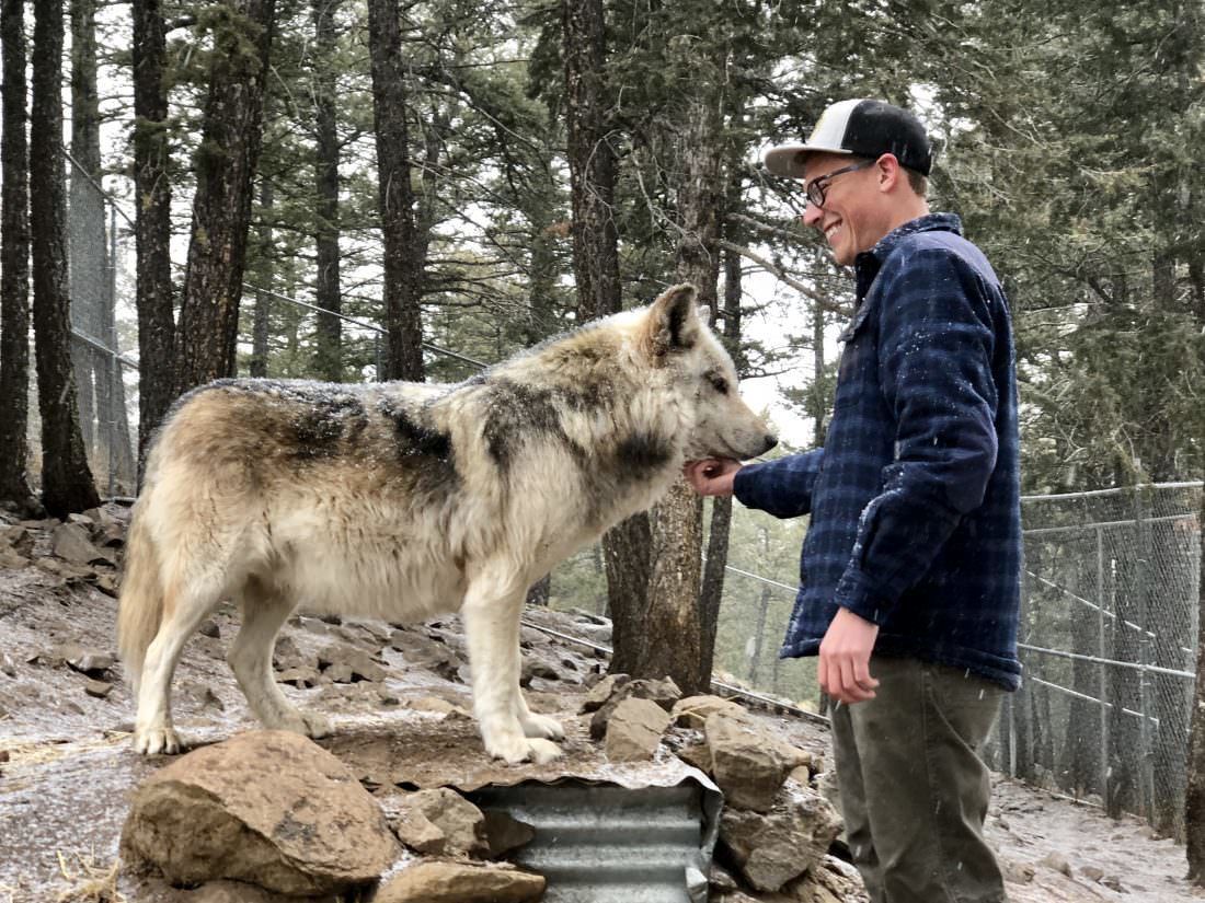 Additional details emerge on shut down of wolf park in Colorado