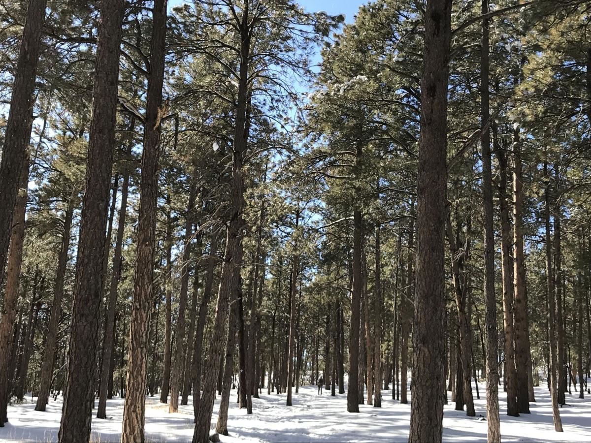 Ancient guardians of Fox Run Regional Park recall a time long ago