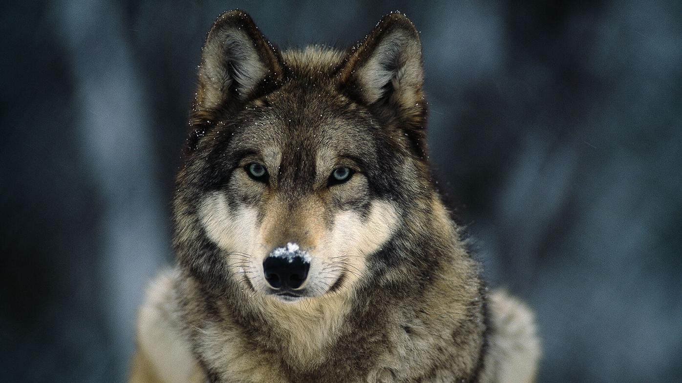 CSU survey shows major public support for wolf reintroduction