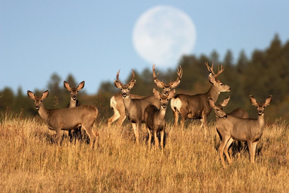 Ground-breaking study could reveal true cause of deer-killing disease