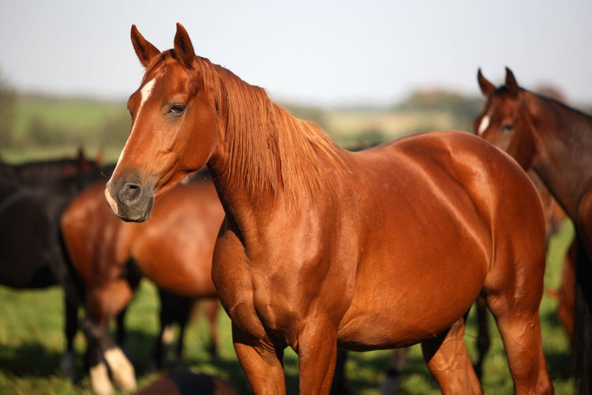 Multiple horses die in ‘knee-deep manure,’ Colorado man avoids jail