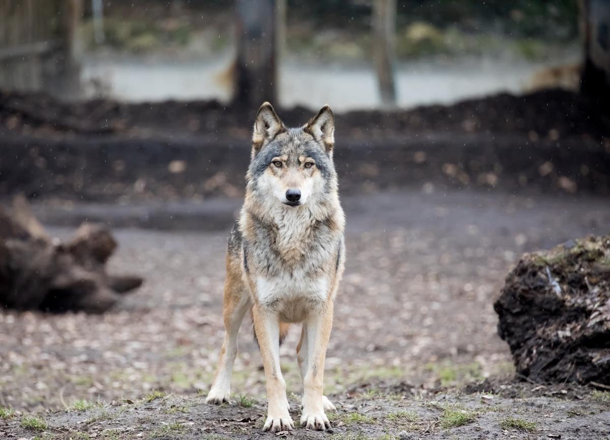 Are wolves a threat to Colorado hikers?