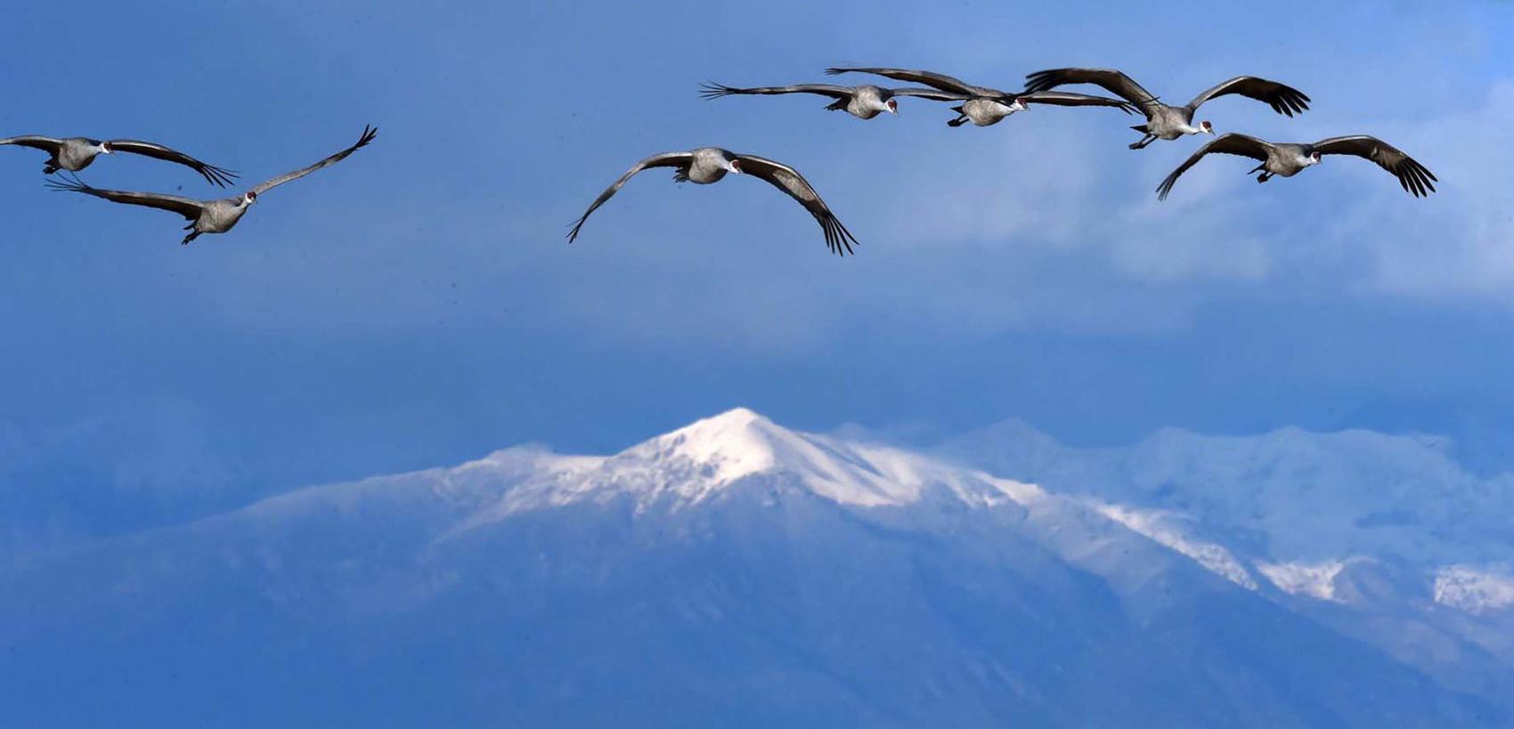 Thousands of cranes set to descend upon Colorado in annual rite of spring