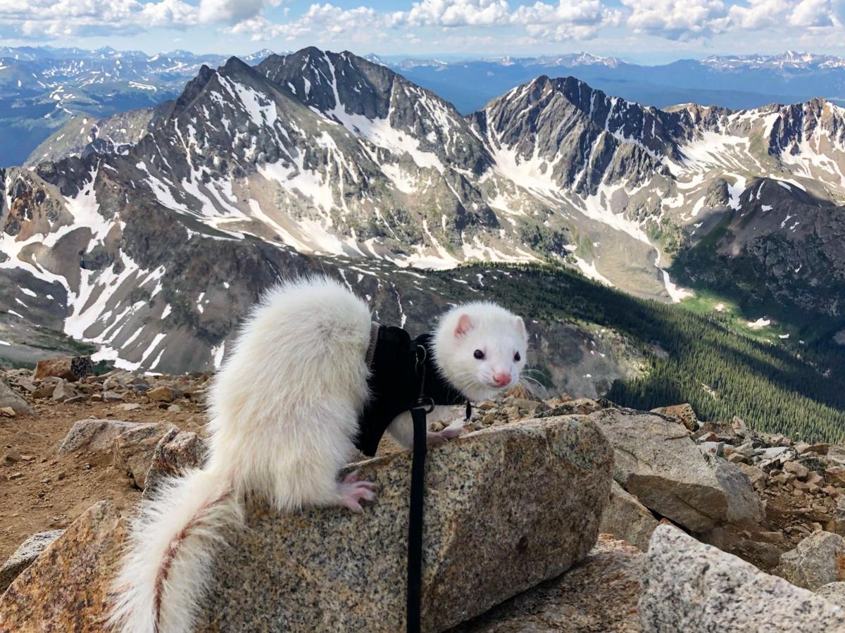 Meet Oliver, Colorado’s fourteener-bagging ferret