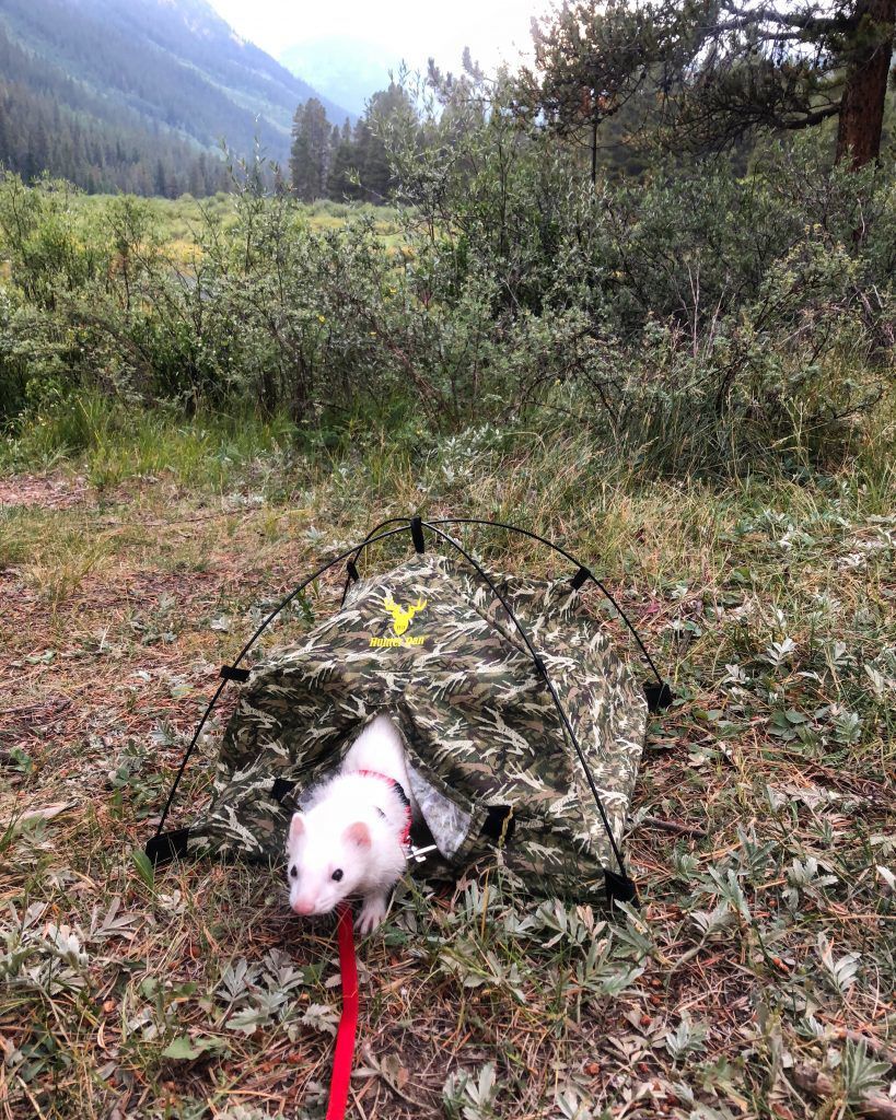 Meet Oliver, Colorado’s fourteener-bagging ferret