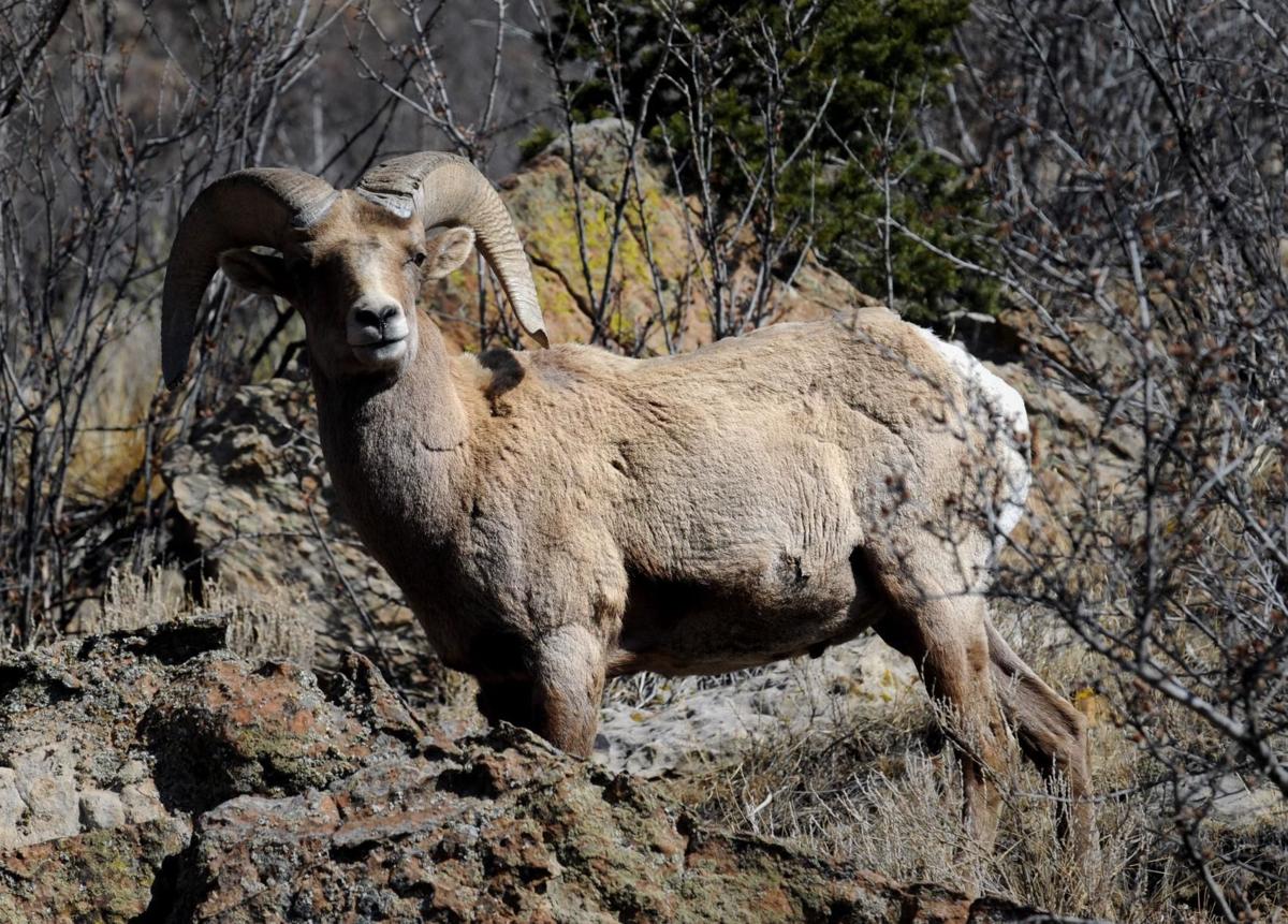 Celebrate (and maybe see) iconic animal at Bighorn Sheep Day in Garden of the Gods