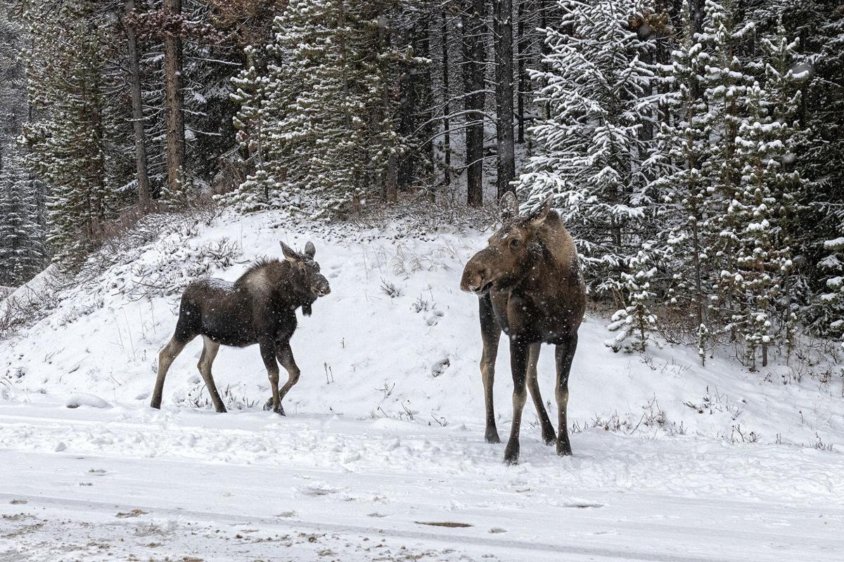 9 local animals that “don’t belong” in Colorado