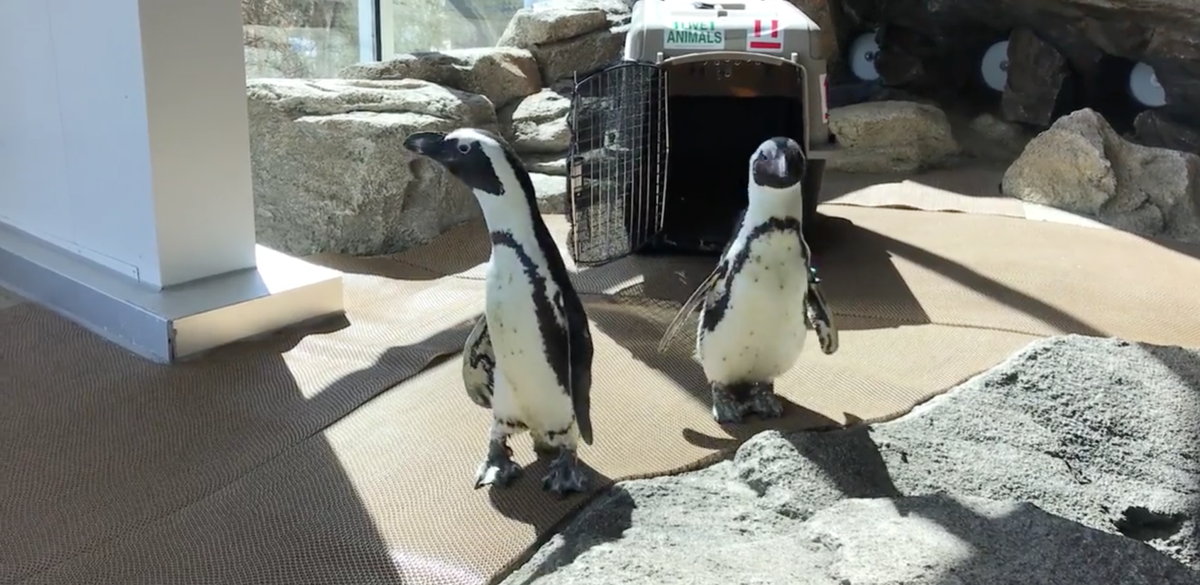 African penguins arrive at mountain zoo in Colorado