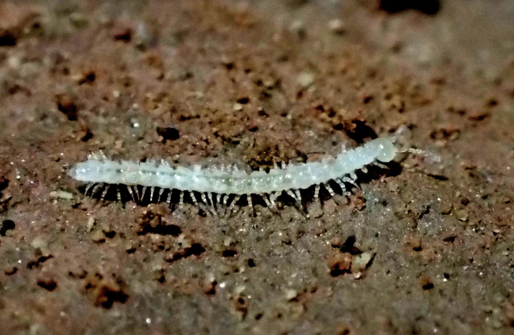 Photo Credit: David Steinmann, Research Associate, Denver Museum of Nature & Science.