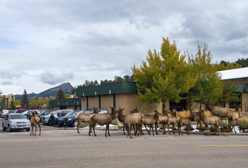 11. Estes ParkLarge elk herds roam the town freely. If you happen to see a herd, just remember to keep your distance. Wildlife is wild, and can often act unpredictably.Photo Credit: Dougal Brownlie, The Gazette