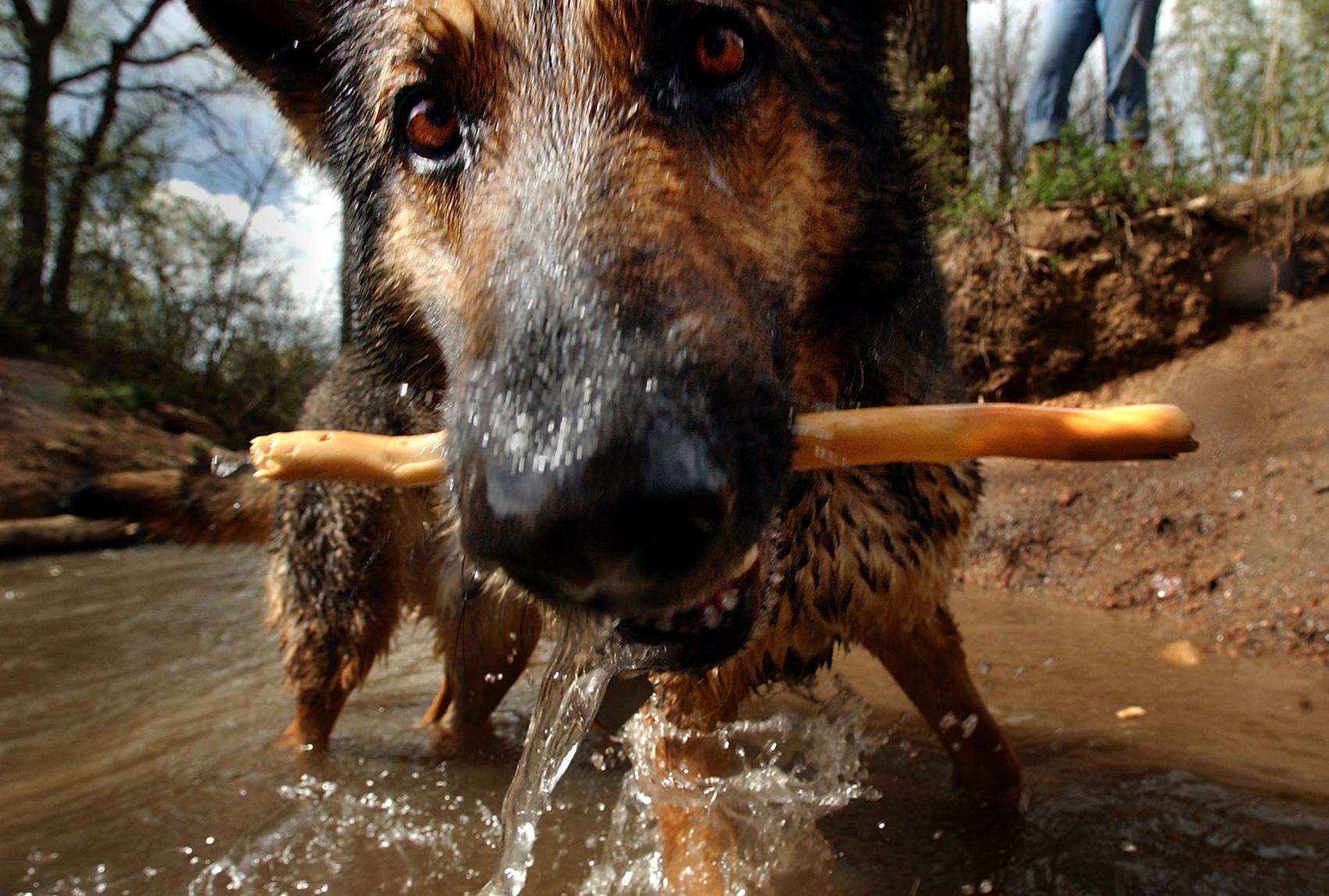 Denver to reopen dog parks, DMV and more as COVID-19 rates continue trending downward