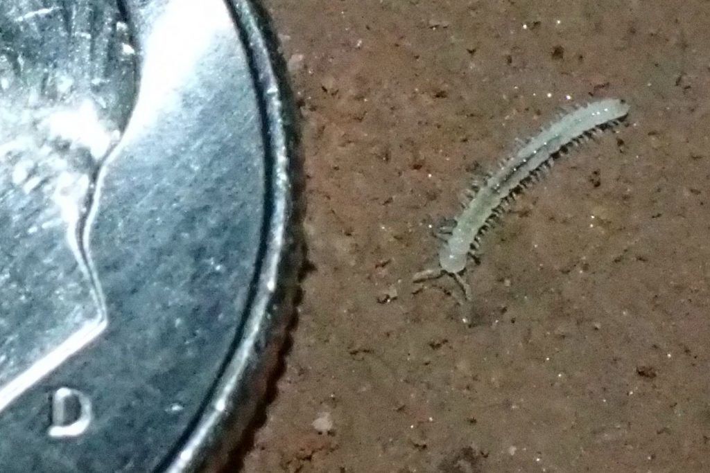 Coloradesmus warneri, one of four new species of millipedes that researchers discovered. Photo Credit: David Steinmann, Research Associate, Denver Museum of Nature & Science.