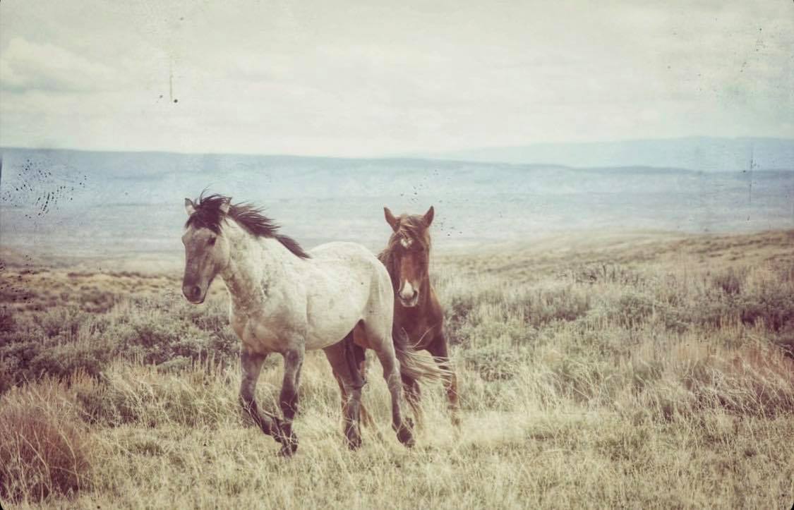 13 wild horses released in northern Colorado after removal from California